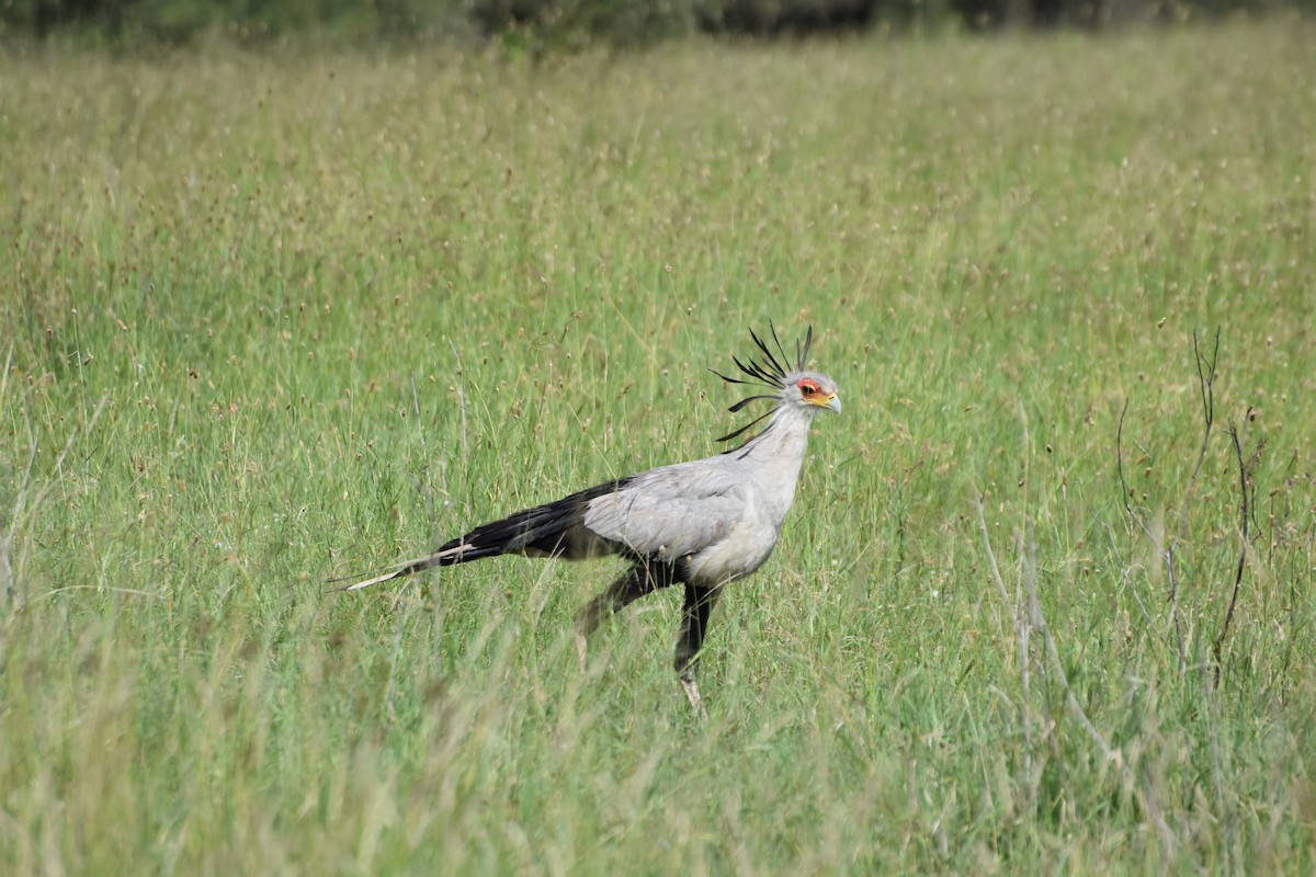 Secretarybird - ML614089843