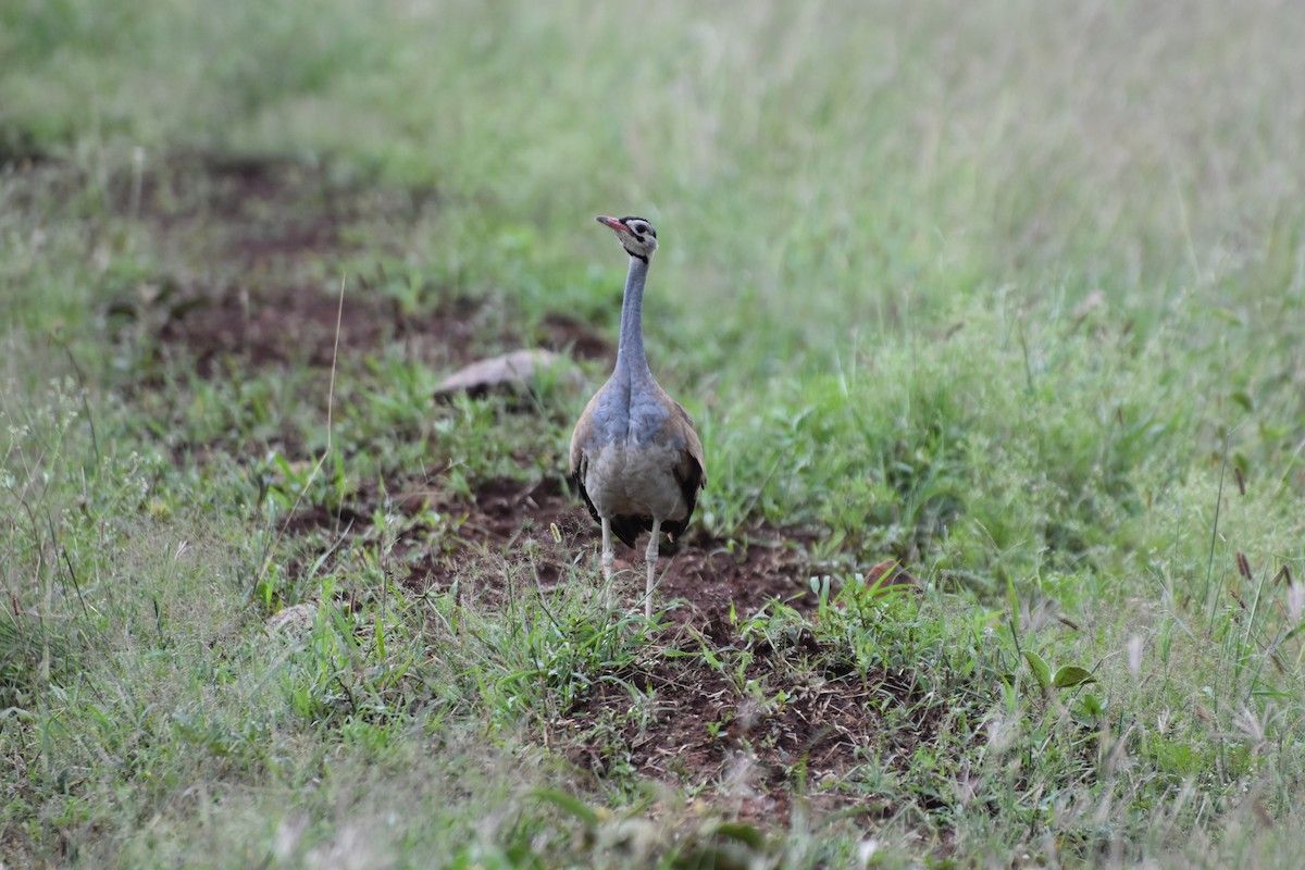 White-bellied Bustard - Casey Michel