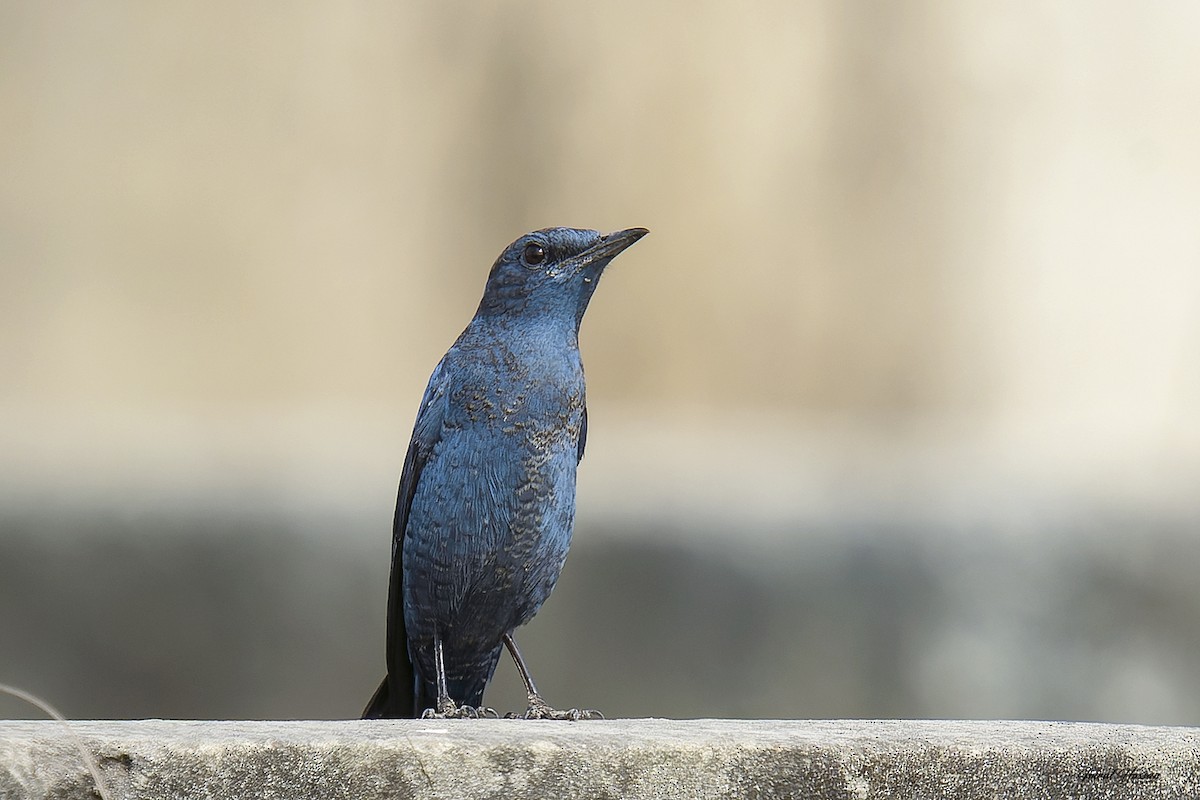 Blue Rock-Thrush - ML614089860