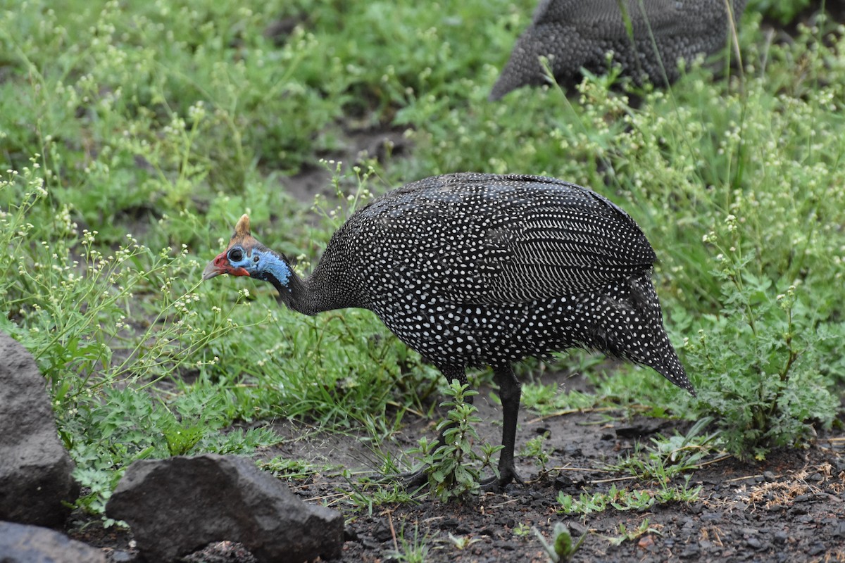 Helmeted Guineafowl - ML614089862