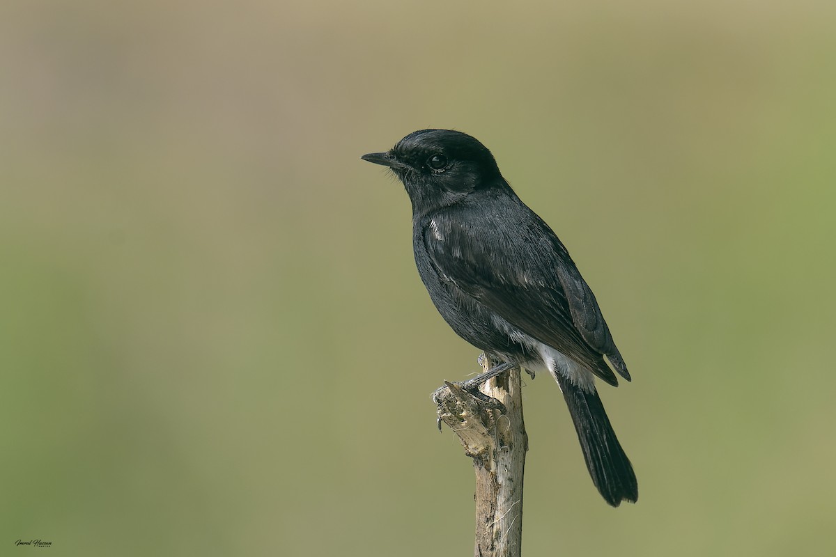 Pied Bushchat - ML614089864