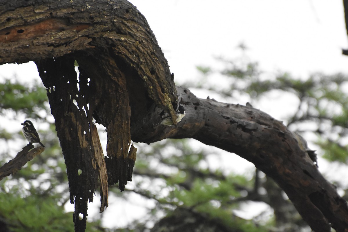 Spot-flanked Barbet - ML614089900