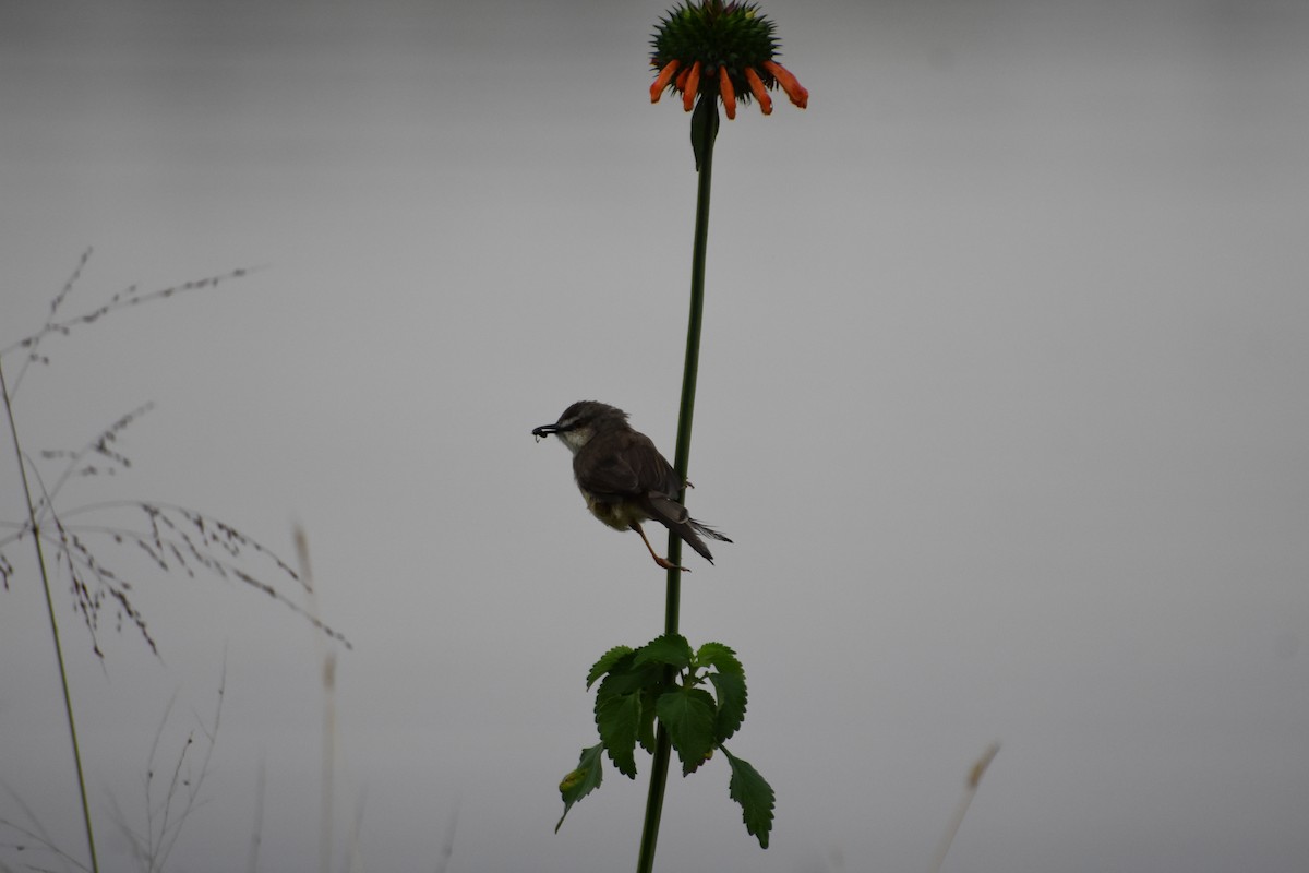 Winding Cisticola - ML614089917