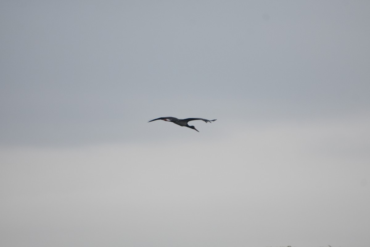 Black Stork - Casey Michel