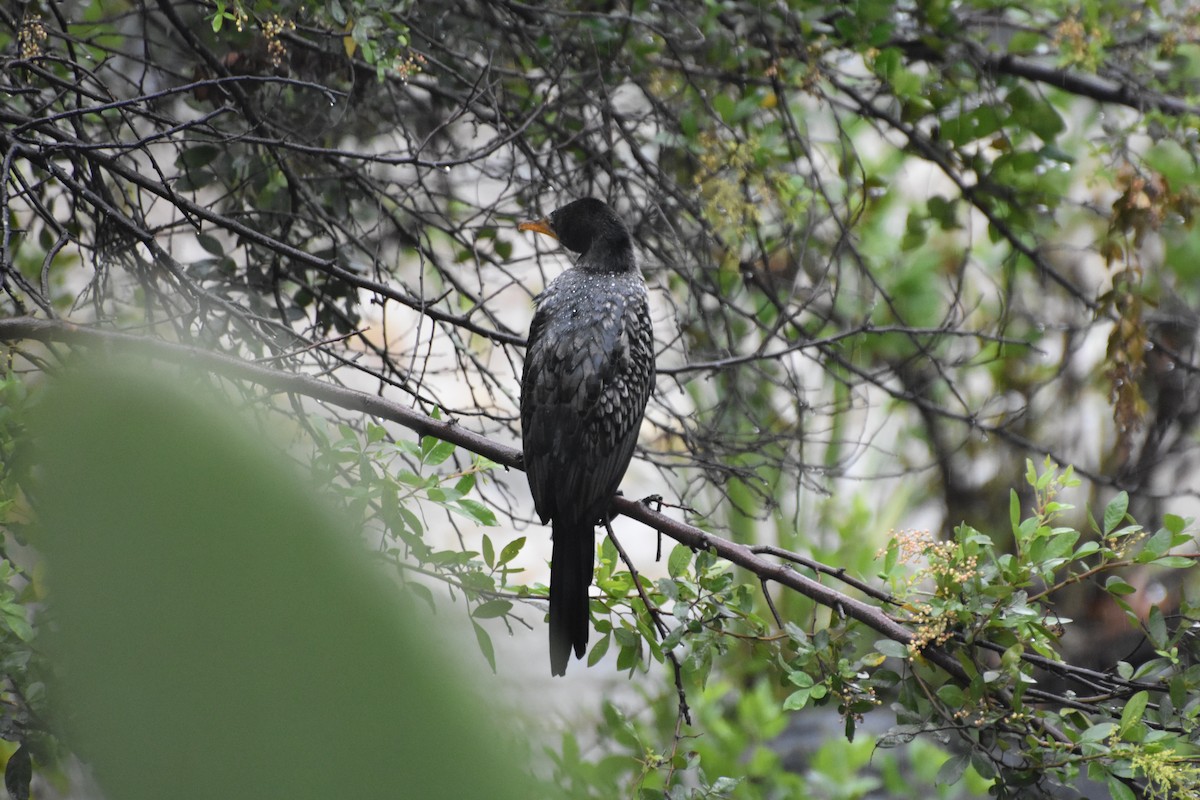 Long-tailed Cormorant - Casey Michel