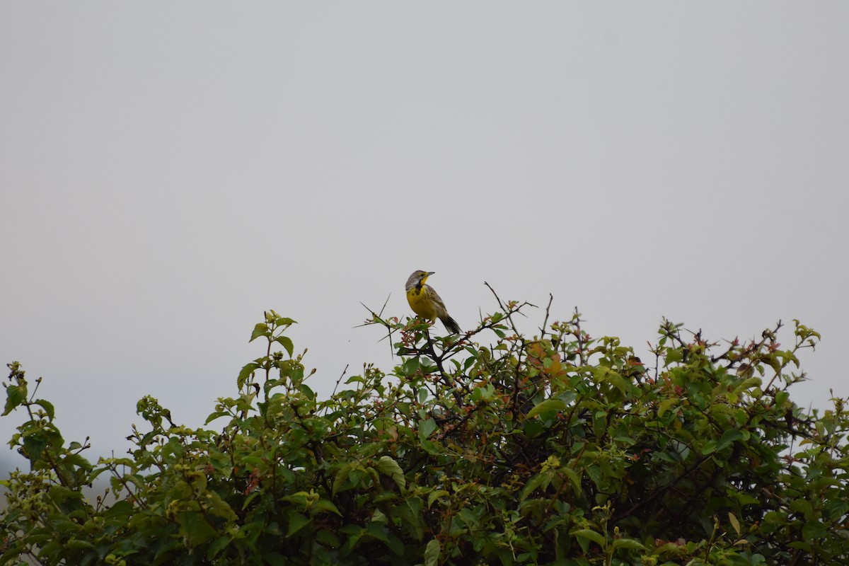 Yellow-throated Longclaw - ML614089968