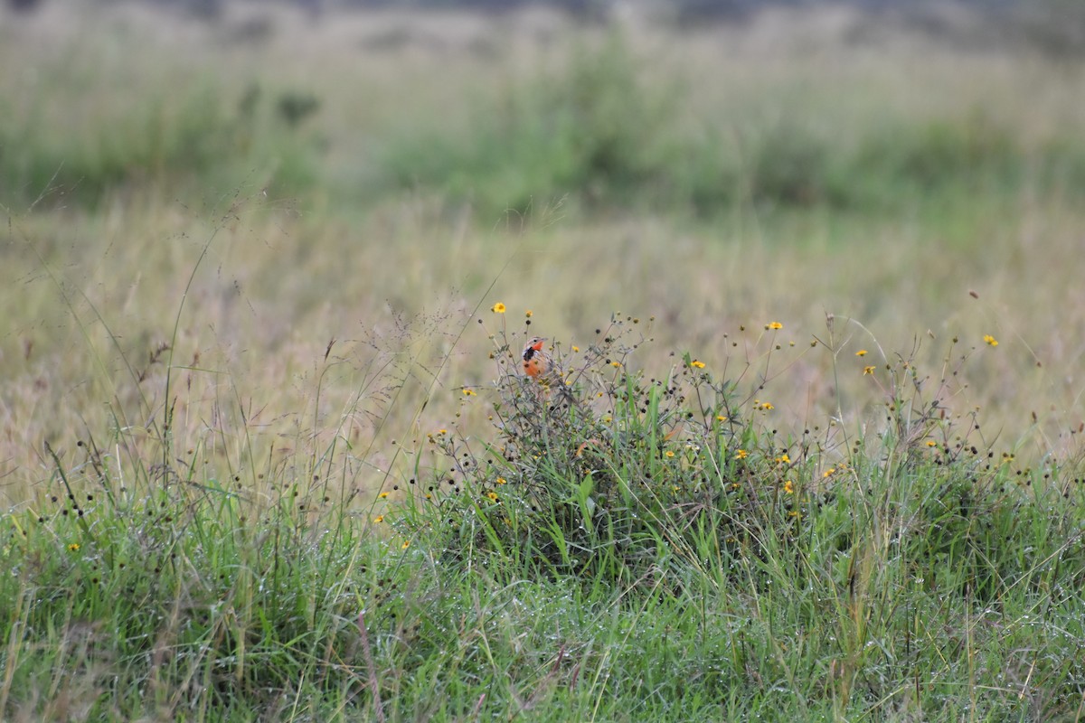 Rosy-throated Longclaw - Casey Michel