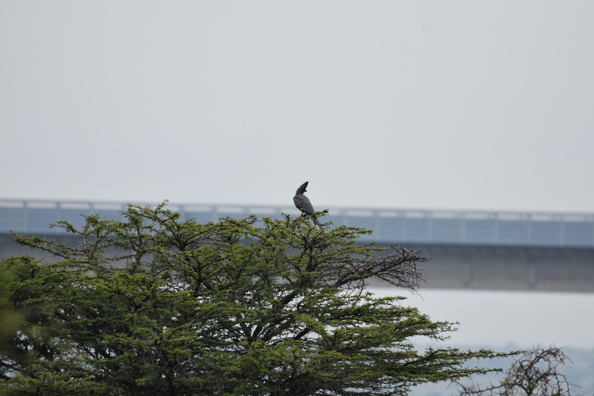 White-bellied Go-away-bird - Casey Michel