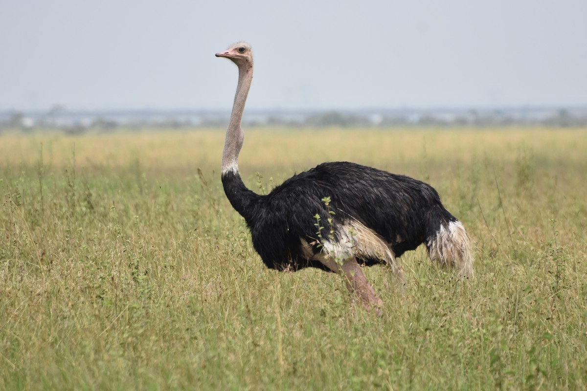 Common Ostrich - Casey Michel