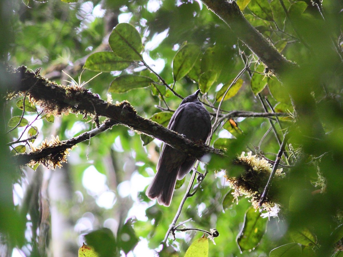 Chestnut-capped Piha - ML614090032