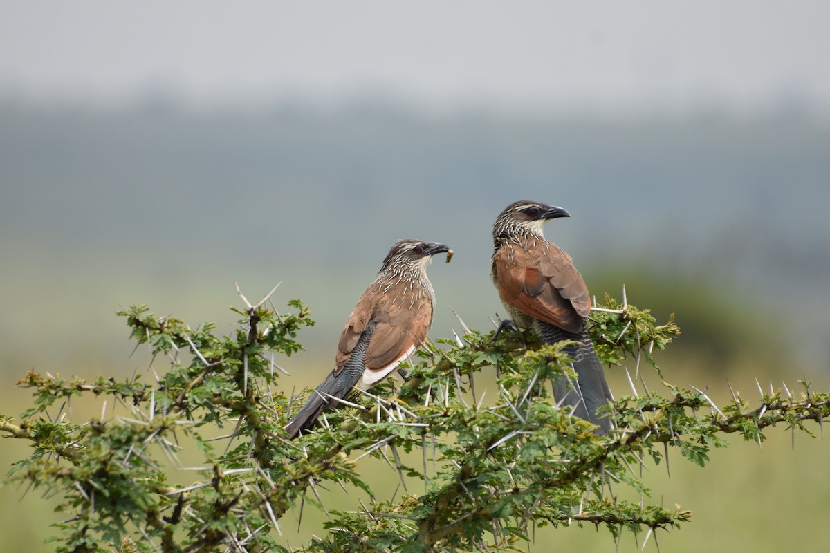 White-browed Coucal - Casey Michel