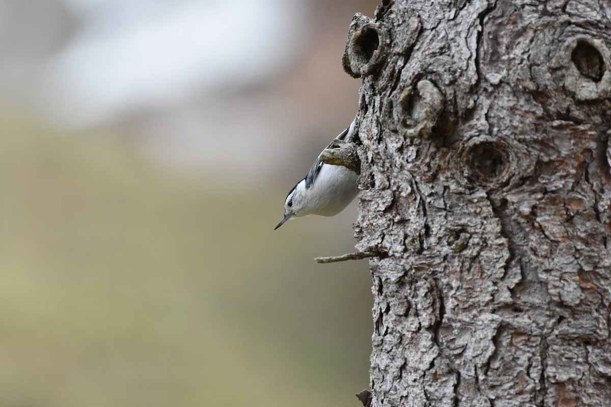White-breasted Nuthatch - ML614090069