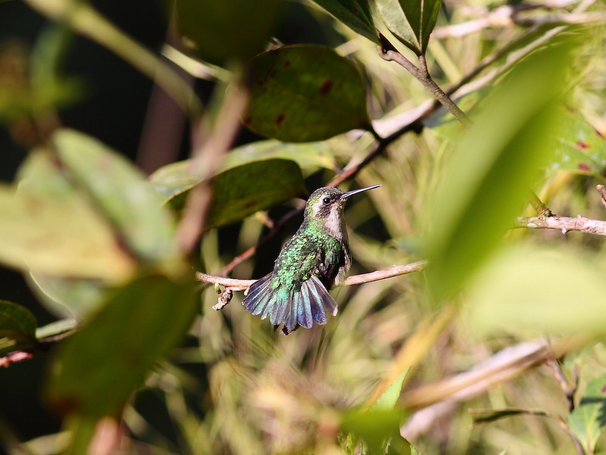 Short-tailed Emerald - Tim Boucher