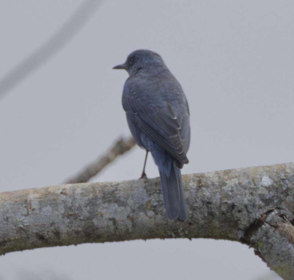 Blue Rock-Thrush - ML614090107