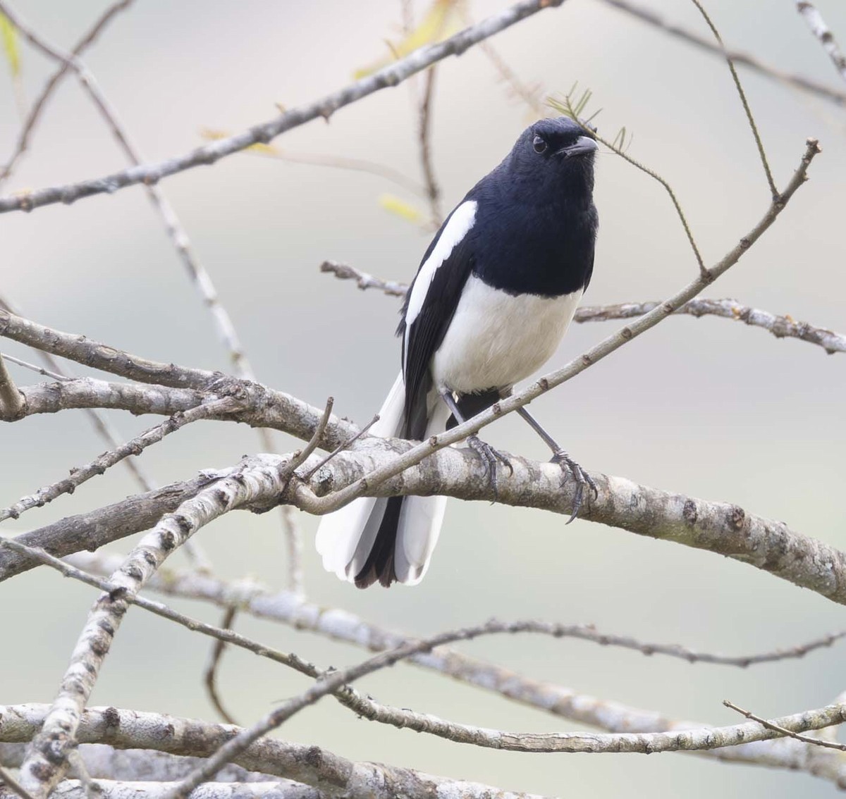 Oriental Magpie-Robin - ML614090110