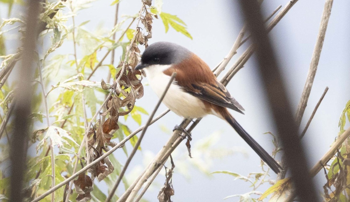 Burmese Shrike - ML614090116