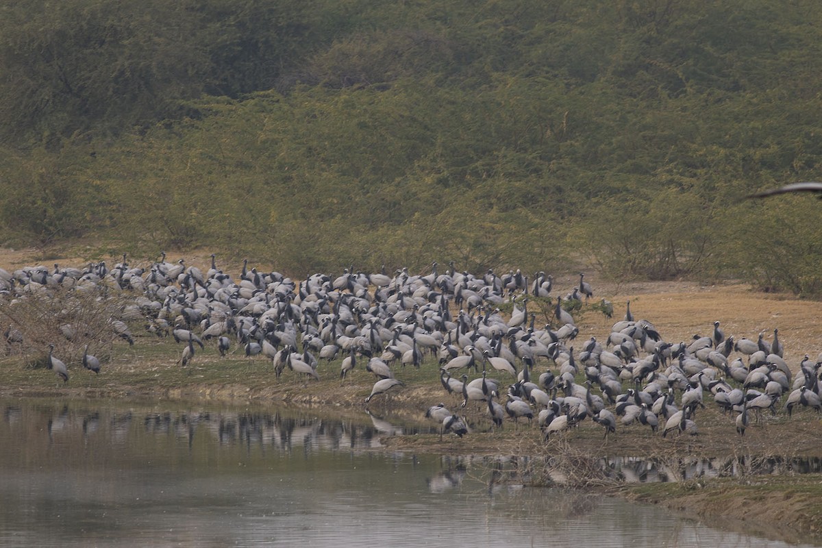 Demoiselle Crane - ML614090159