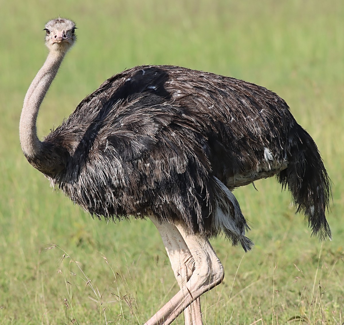 Common Ostrich - ML614090165