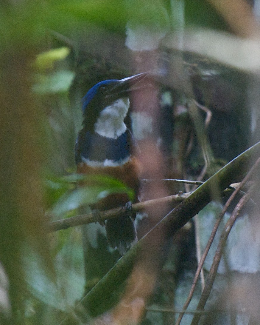 Blue-black Kingfisher - ML614090199
