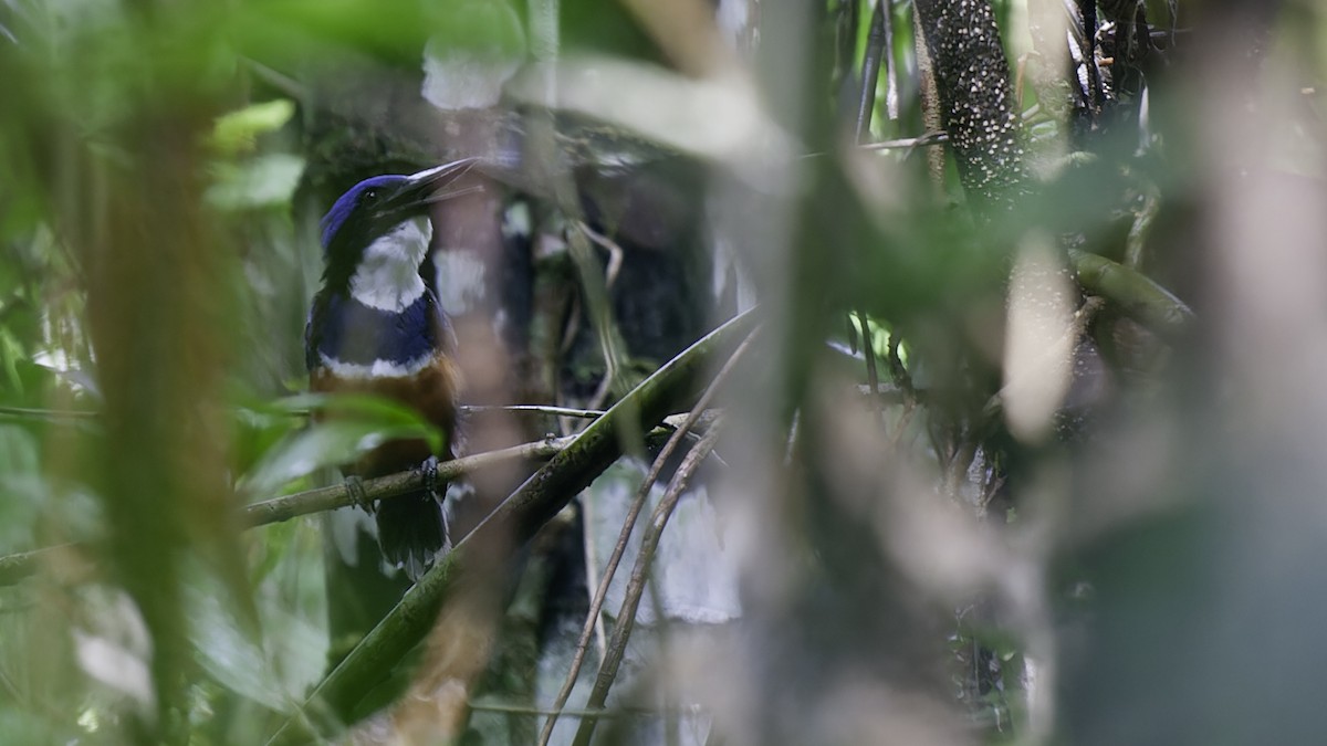 Blue-black Kingfisher - Robert Tizard