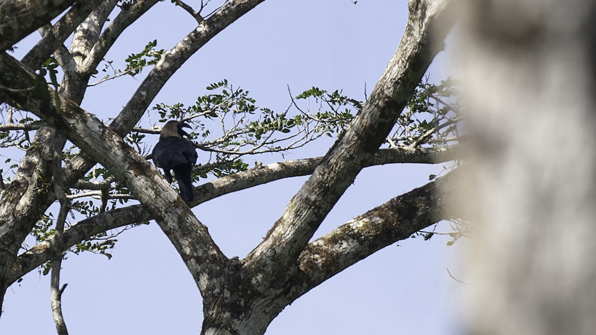 Brown-headed Crow - ML614090225