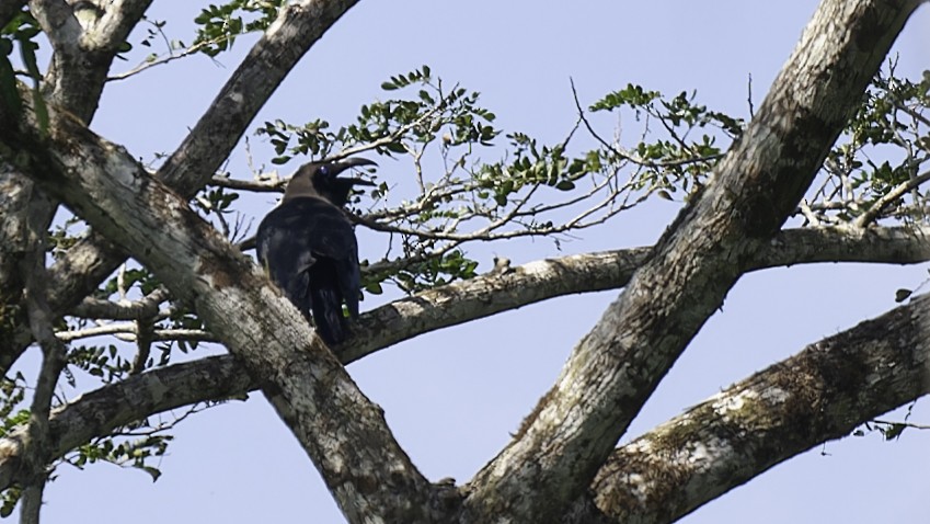 Brown-headed Crow - ML614090227