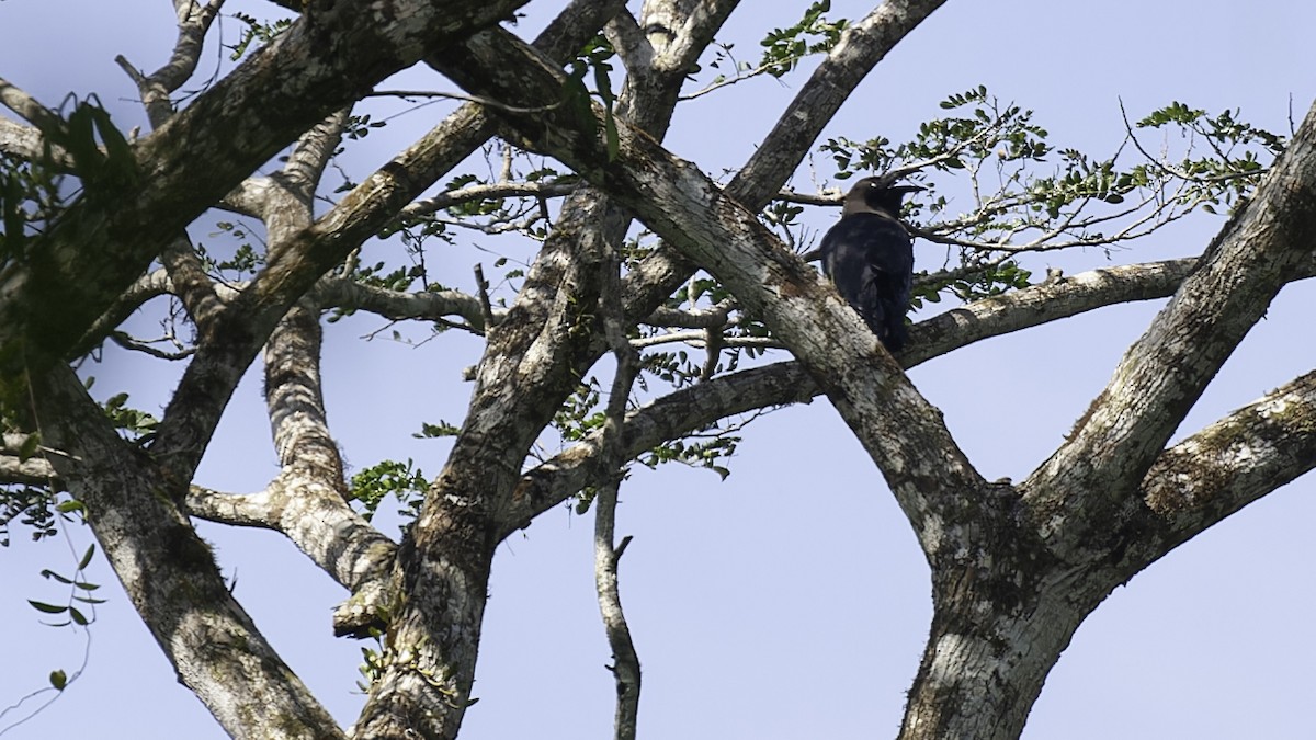 Brown-headed Crow - ML614090230