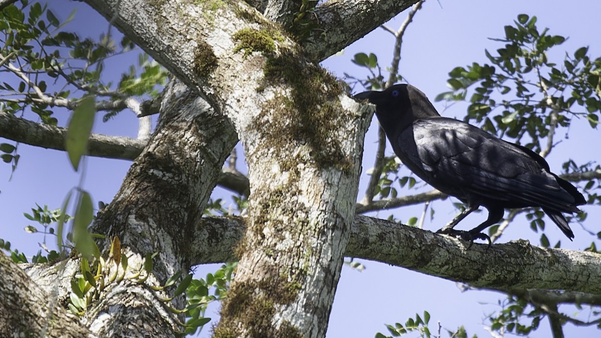 Brown-headed Crow - ML614090234