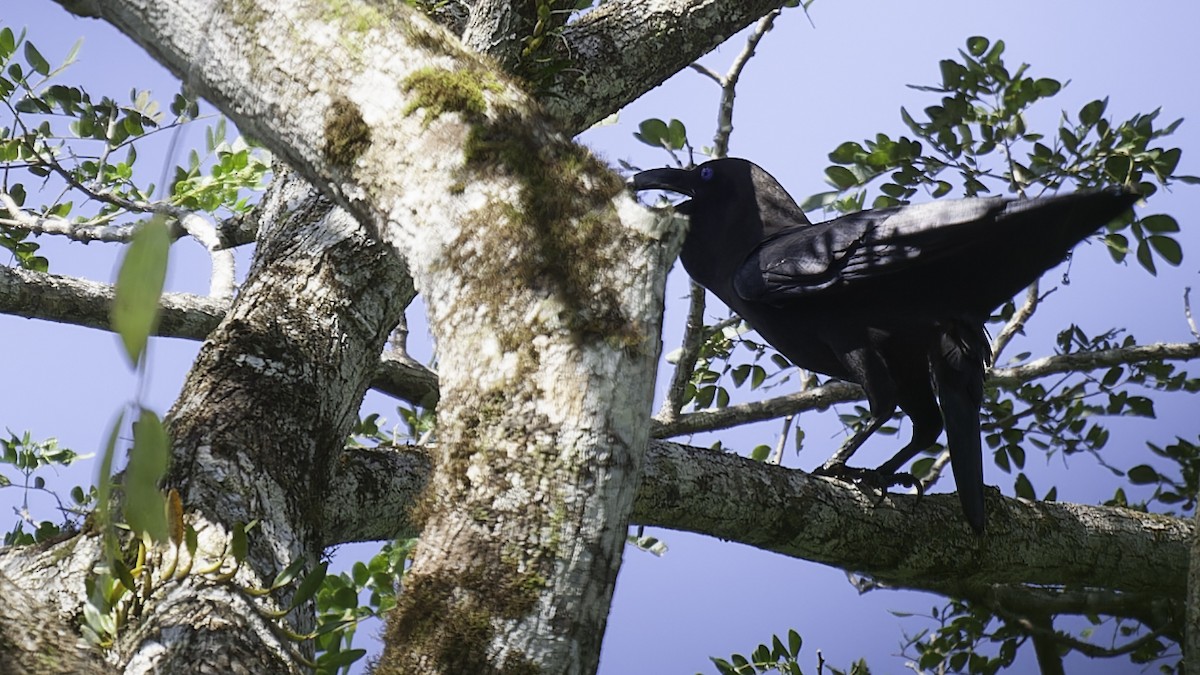 Brown-headed Crow - ML614090237