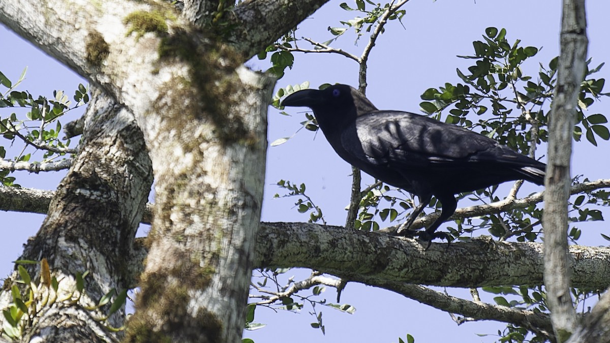 Brown-headed Crow - ML614090241