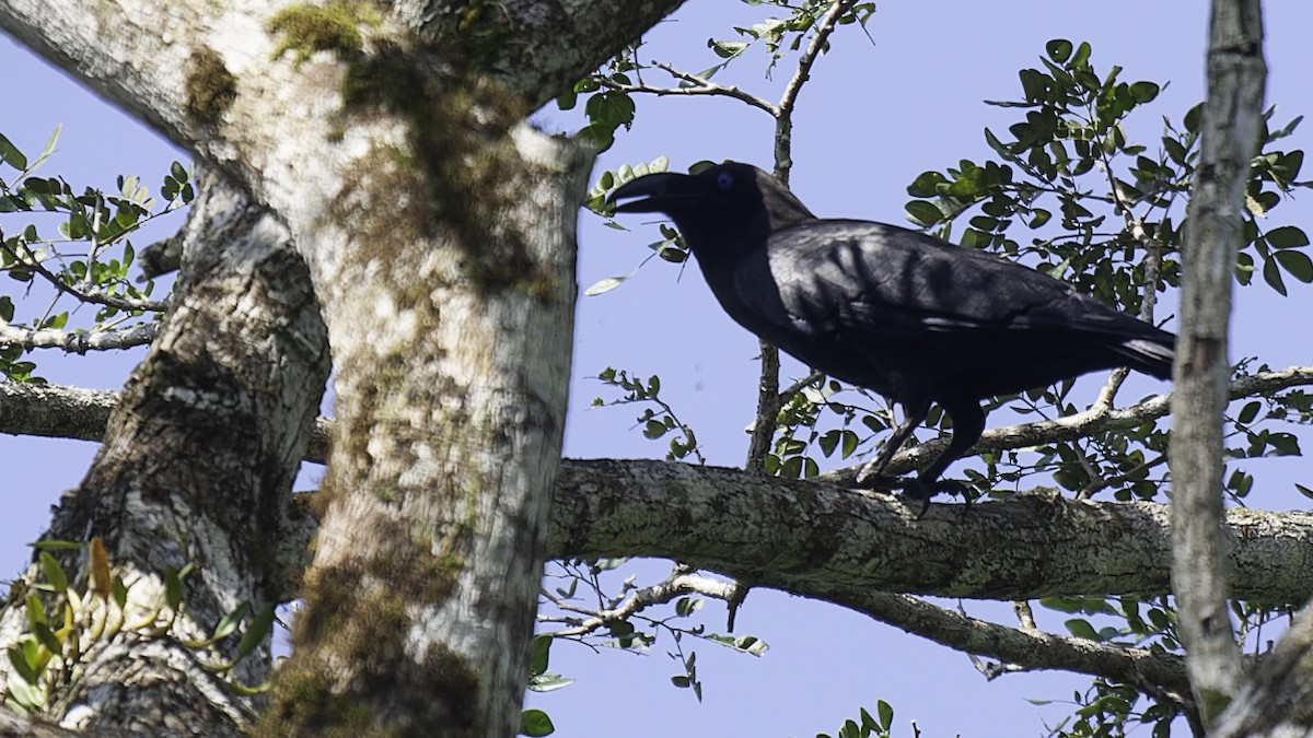 Brown-headed Crow - Robert Tizard