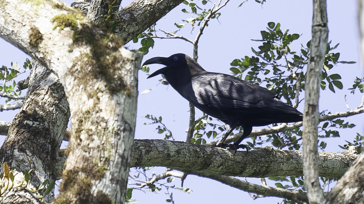 Brown-headed Crow - ML614090244