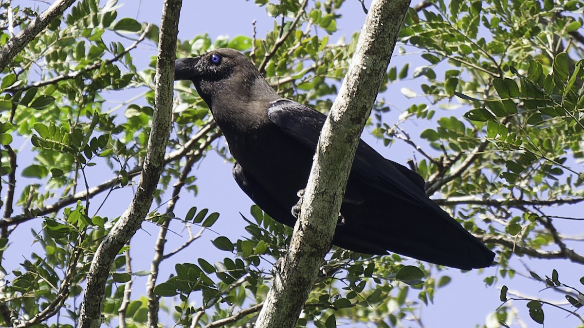 Brown-headed Crow - ML614090247