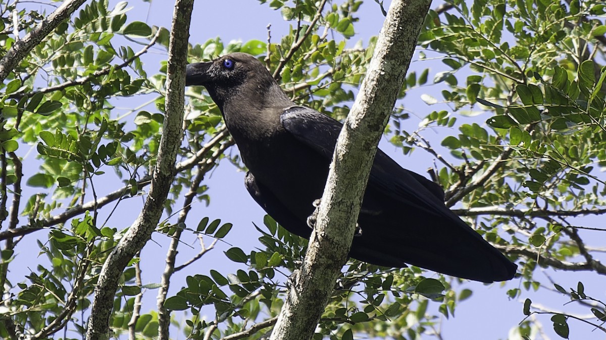 Brown-headed Crow - ML614090251