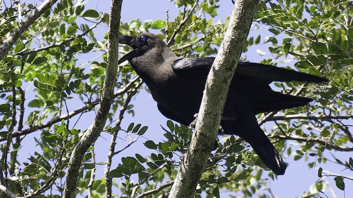 Brown-headed Crow - ML614090253