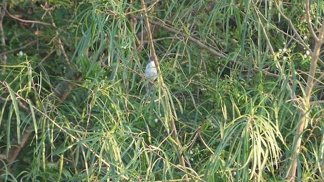 White-bellied Seedeater - ML614090294