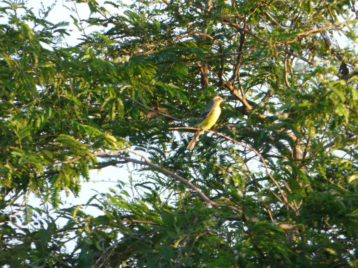 Yellow-browed Tyrant - ML614090310