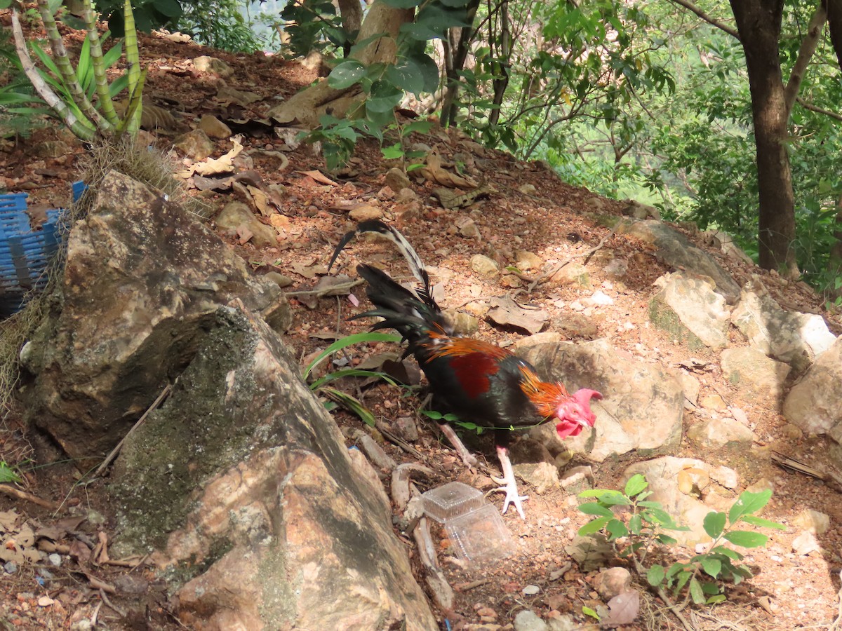 Red Junglefowl - ML614090328