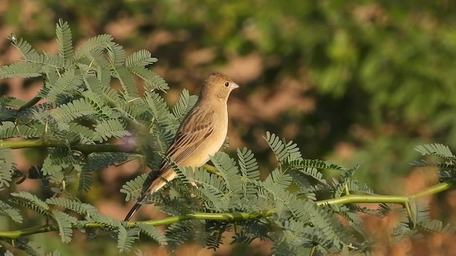 Bruant à tête rousse - ML614090364