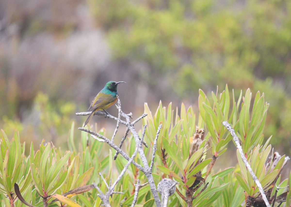 Orange-breasted Sunbird - ML614090381