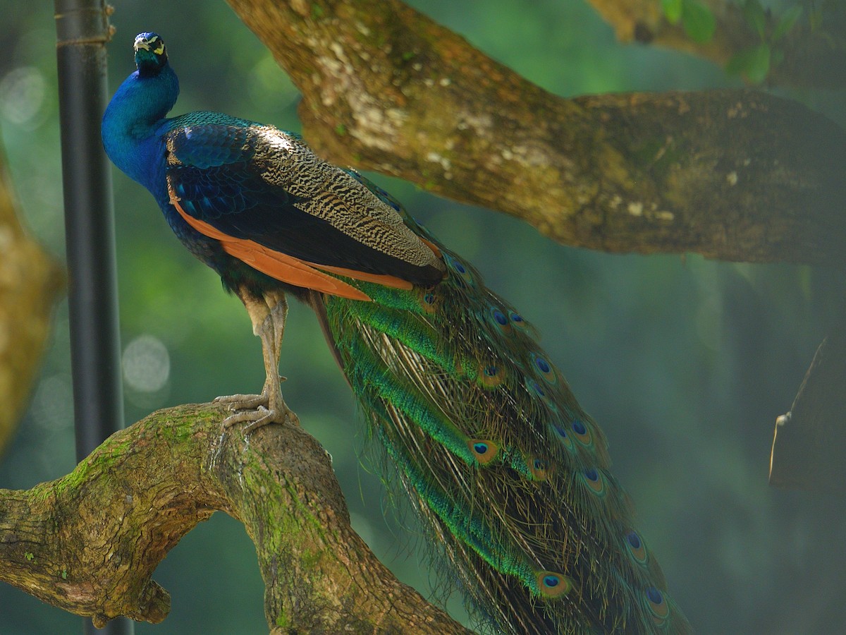 Indian Peafowl - Choong YT