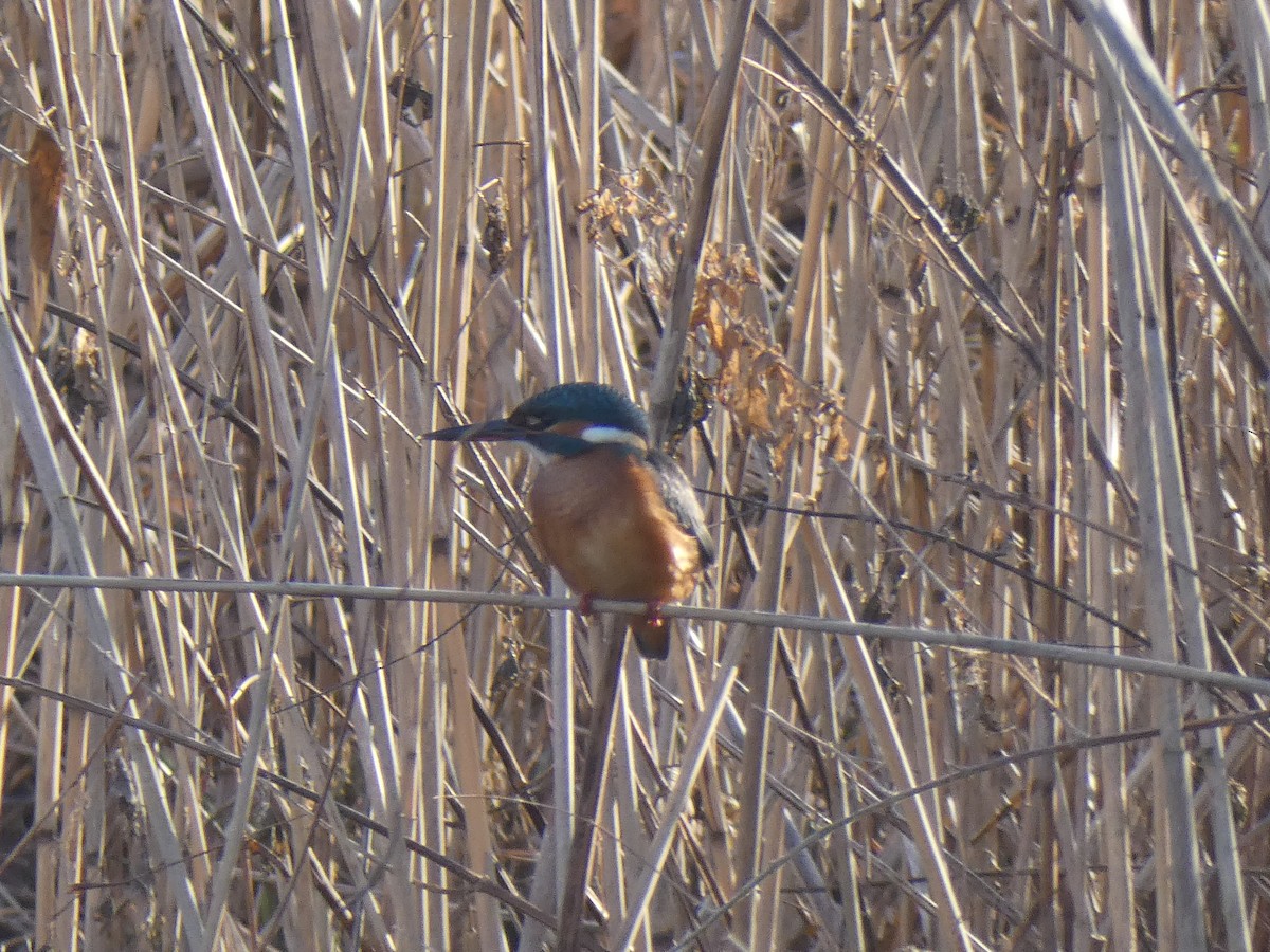 Common Kingfisher - ML614090557