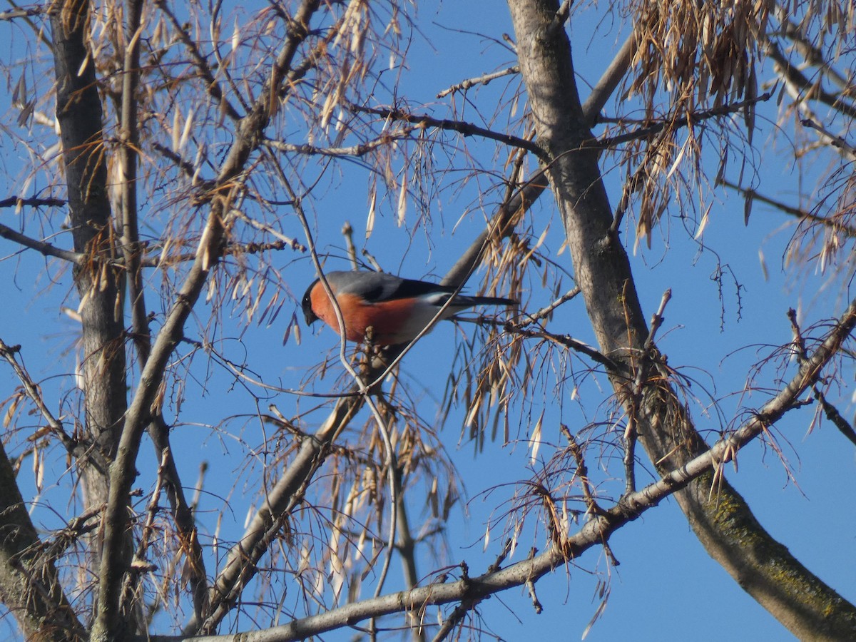 Eurasian Bullfinch - ML614090585