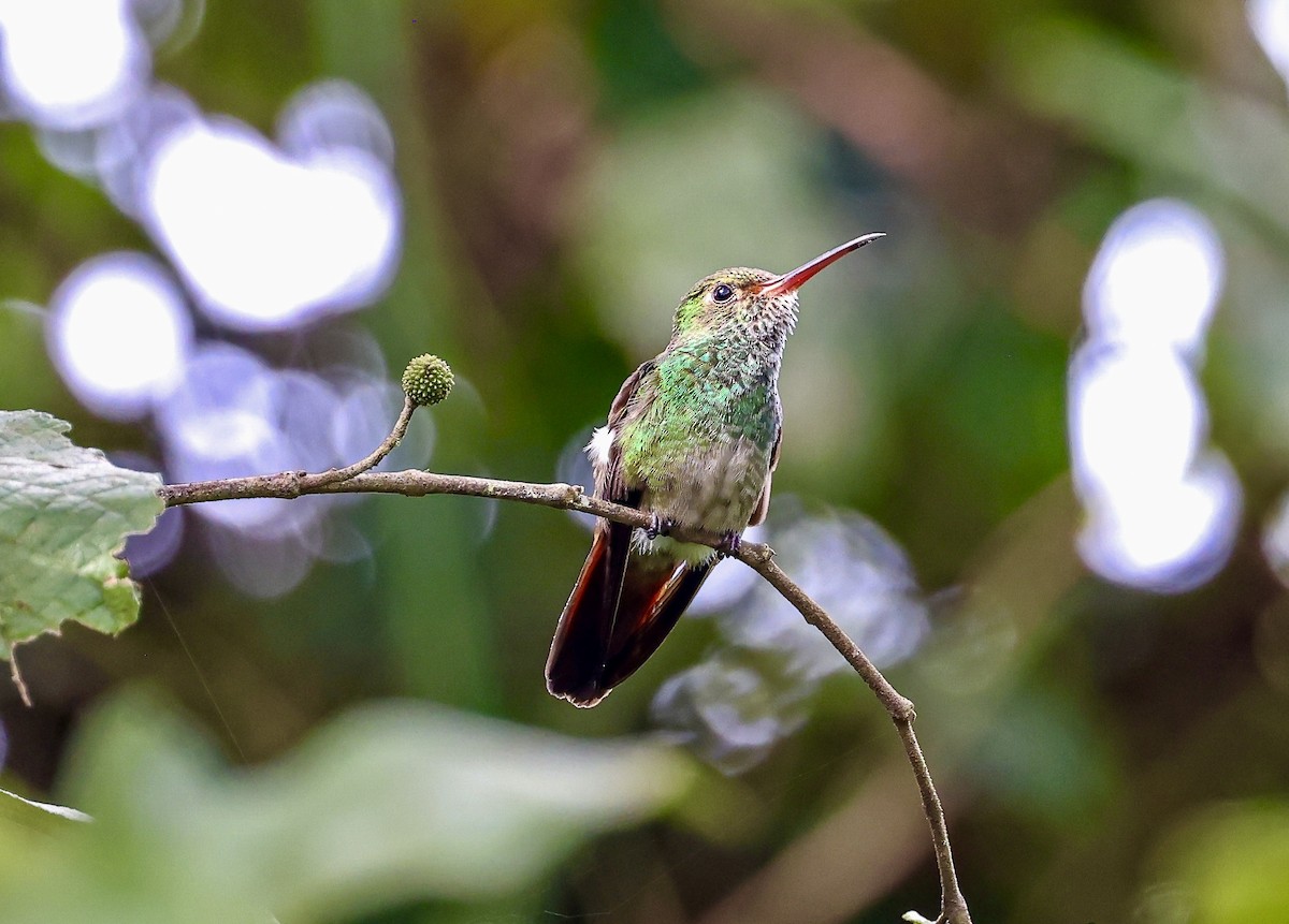 Rufous-tailed Hummingbird - Jocelin Hackathorn