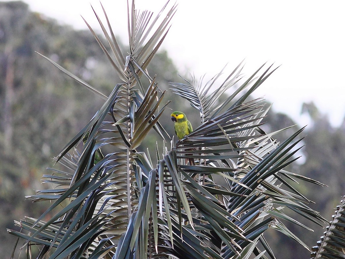 Yellow-eared Parrot - Tim Boucher