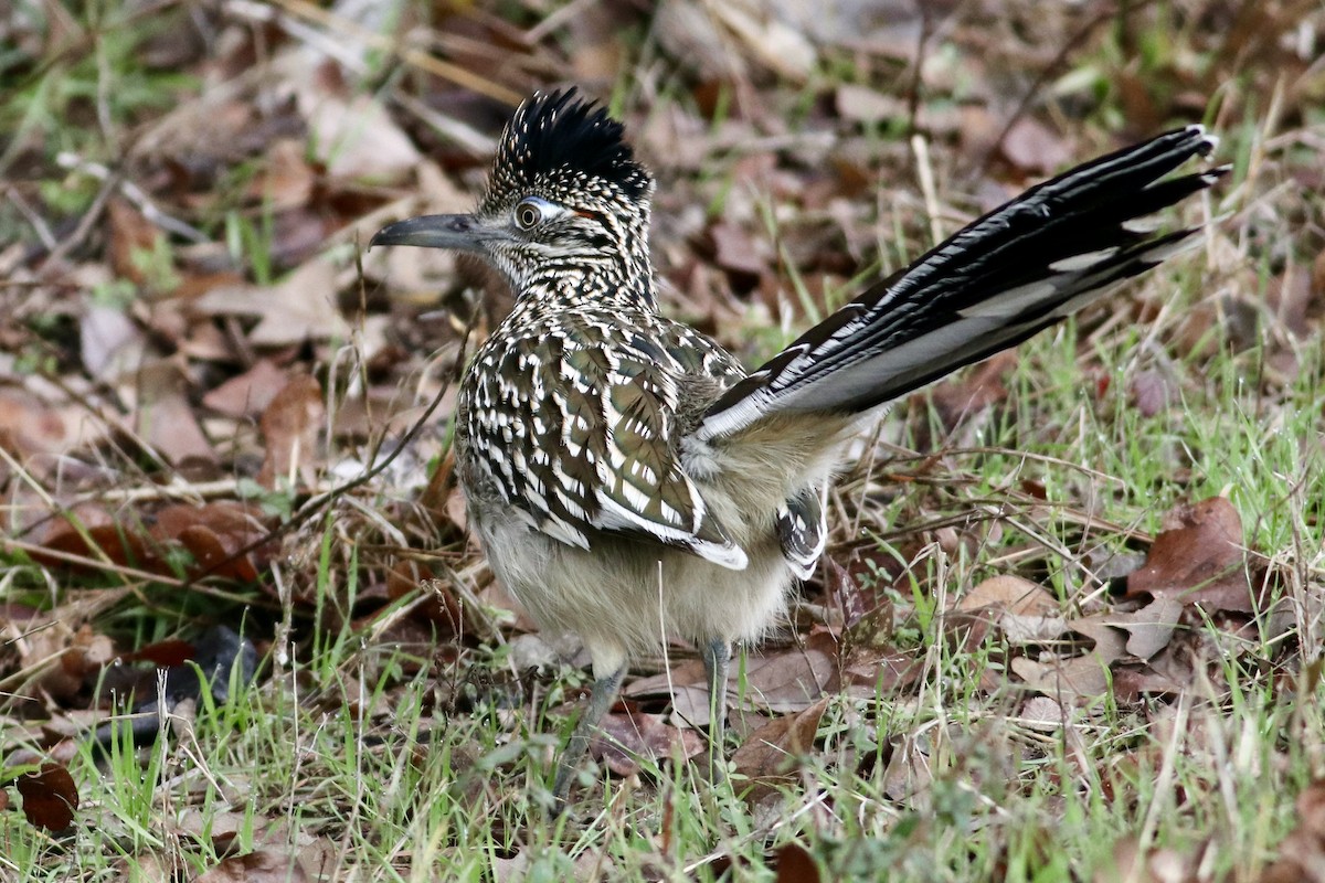 Greater Roadrunner - ML614090695