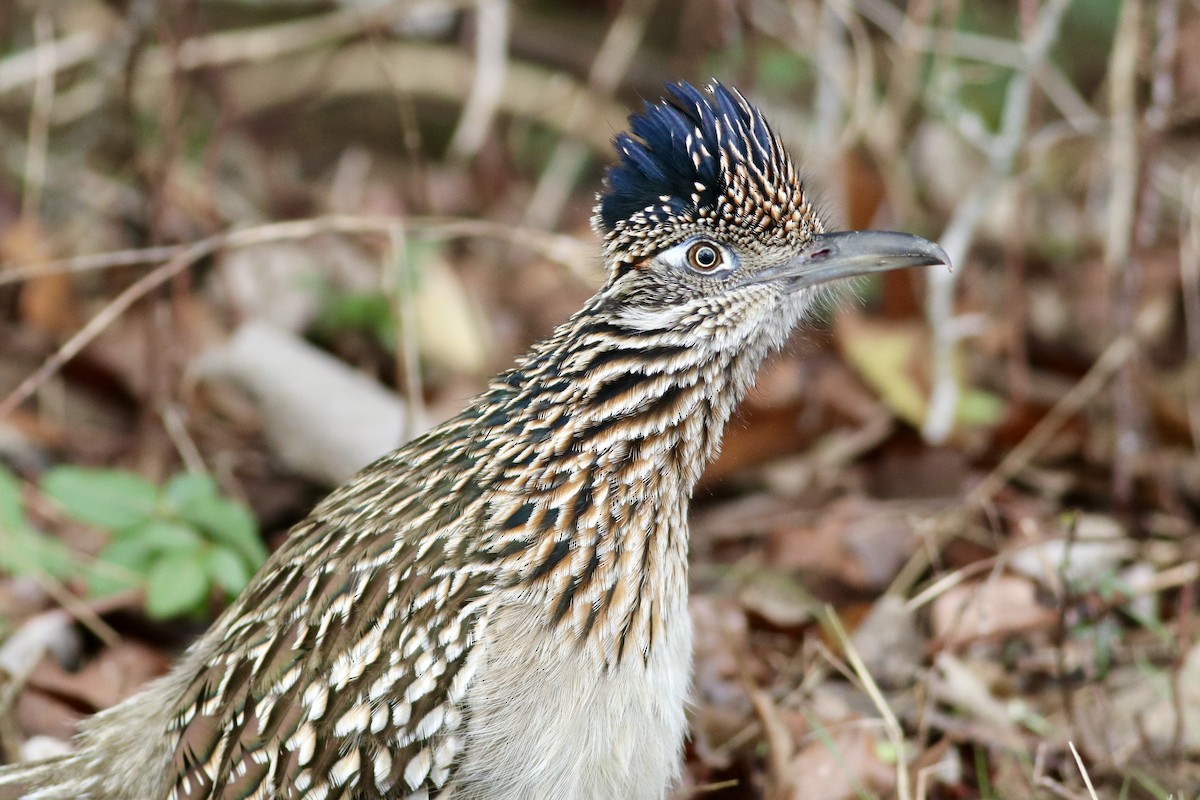 Greater Roadrunner - Ronald Newhouse