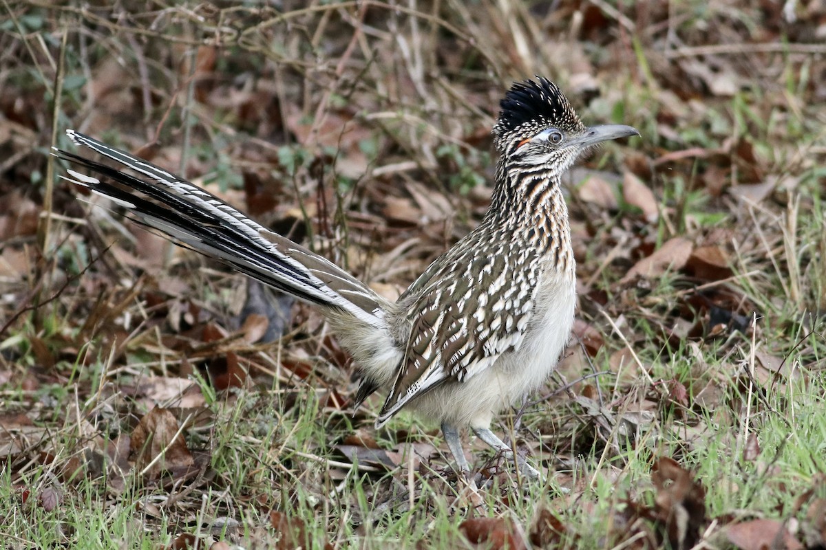 Greater Roadrunner - ML614090697