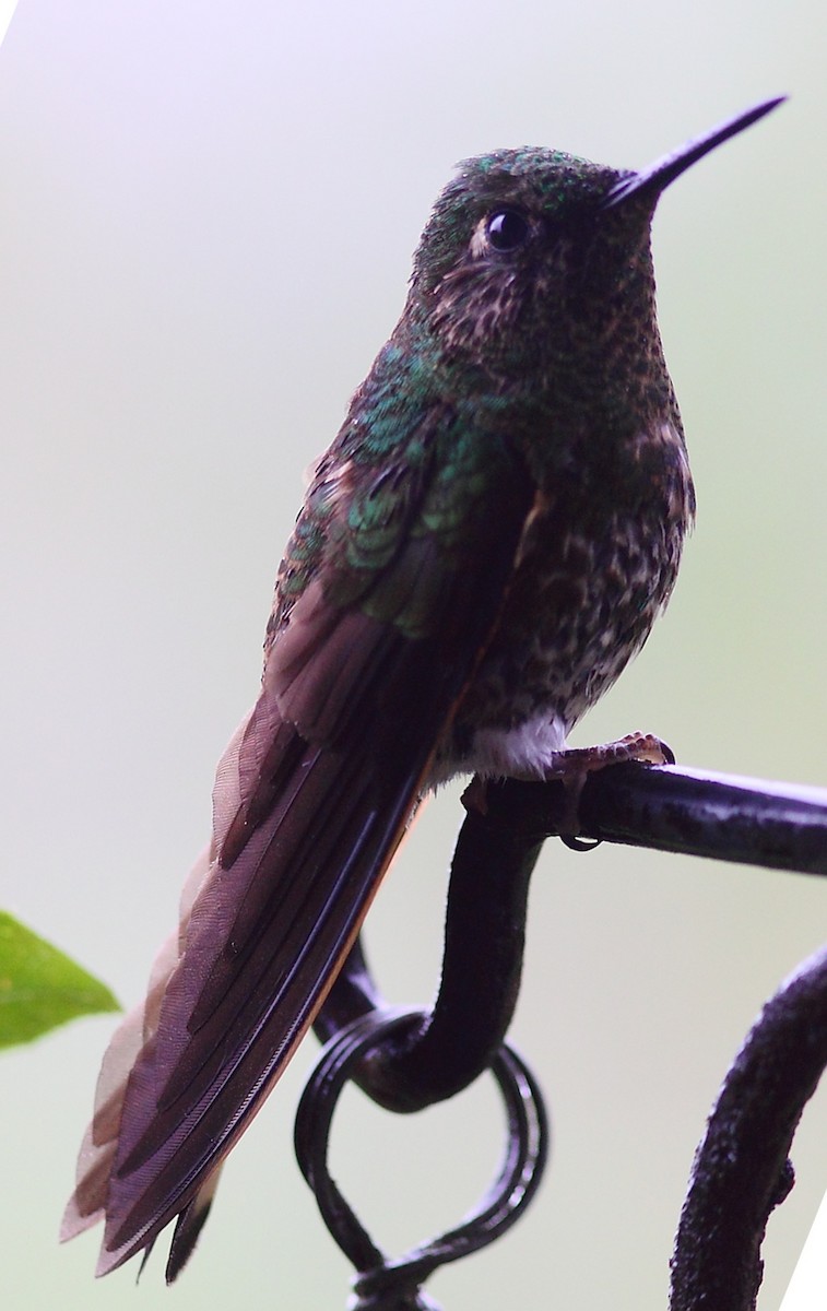 Buff-tailed Coronet - ML614090700