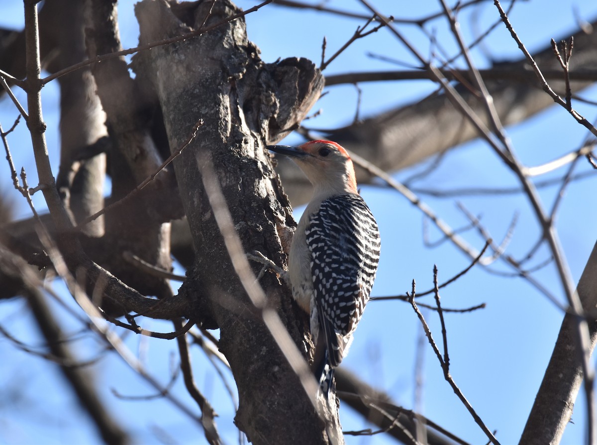 Red-bellied Woodpecker - ML614090706